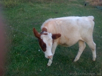 Продам телку. Не для мяса.Полгода. Будут вопросы звоните по телефону 0935966797  - <ro>Изображение</ro><ru>Изображение</ru> #1, <ru>Объявление</ru> #1487273