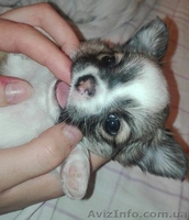 Щеночки чихуахуа - <ro>Изображение</ro><ru>Изображение</ru> #1, <ru>Объявление</ru> #1503217