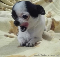 Щеночки чихуахуа - <ro>Изображение</ro><ru>Изображение</ru> #2, <ru>Объявление</ru> #1503217