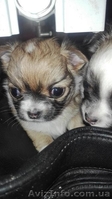 Щеночки чихуахуа - <ro>Изображение</ro><ru>Изображение</ru> #3, <ru>Объявление</ru> #1503217