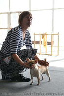 Щеночки чихуахуа - <ro>Изображение</ro><ru>Изображение</ru> #5, <ru>Объявление</ru> #1503217