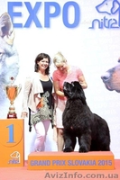 Щенки породы ньюфаундленд | Питомник Try To Win. - <ro>Изображение</ro><ru>Изображение</ru> #3, <ru>Объявление</ru> #1531012