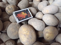 Продаем посадочную картошку разных сортов ОПТОМ - <ro>Изображение</ro><ru>Изображение</ru> #2, <ru>Объявление</ru> #1540850