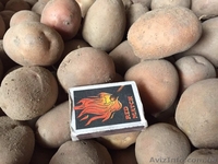 Продаем посадочную картошку разных сортов ОПТОМ - <ro>Изображение</ro><ru>Изображение</ru> #1, <ru>Объявление</ru> #1540850