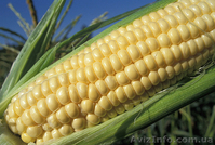 ООО"Мироновские-семена" реализуем посевной материал яровых с/х культур - <ro>Изображение</ro><ru>Изображение</ru> #2, <ru>Объявление</ru> #1554778