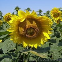 ООО"Мироновские-семена" реализуем посевной материал яровых с/х культур - <ro>Изображение</ro><ru>Изображение</ru> #5, <ru>Объявление</ru> #1554778