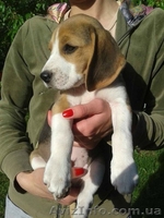 Щенки породы бигль. - <ro>Изображение</ro><ru>Изображение</ru> #5, <ru>Объявление</ru> #1565608