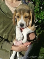 Щенки породы бигль. - <ro>Изображение</ro><ru>Изображение</ru> #6, <ru>Объявление</ru> #1565608