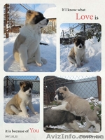 щенки алабая старых туркменских кровей - <ro>Изображение</ro><ru>Изображение</ru> #4, <ru>Объявление</ru> #1599872