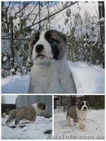 щенки алабая старых туркменских кровей - <ro>Изображение</ro><ru>Изображение</ru> #3, <ru>Объявление</ru> #1599872