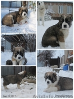 щенки алабая старых туркменских кровей - <ro>Изображение</ro><ru>Изображение</ru> #2, <ru>Объявление</ru> #1599872
