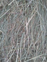 Продам сено и солому - <ro>Изображение</ro><ru>Изображение</ru> #1, <ru>Объявление</ru> #1626655