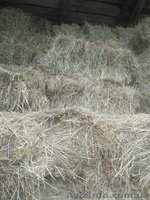 Продам сено и солому - <ro>Изображение</ro><ru>Изображение</ru> #3, <ru>Объявление</ru> #1626655