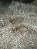 Продам сено и солому - <ro>Изображение</ro><ru>Изображение</ru> #2, <ru>Объявление</ru> #1626655