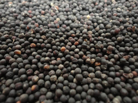 Агропродукция - <ro>Изображение</ro><ru>Изображение</ru> #1, <ru>Объявление</ru> #1677786