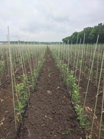 Опоры и колышки из композитных материалов для растений POLYARM от производителя - <ro>Изображение</ro><ru>Изображение</ru> #5, <ru>Объявление</ru> #1709263