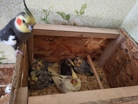 Коррела  - <ro>Изображение</ro><ru>Изображение</ru> #6, <ru>Объявление</ru> #1721383