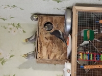 Коррела  - <ro>Изображение</ro><ru>Изображение</ru> #2, <ru>Объявление</ru> #1721383