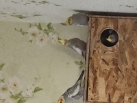 Коррела  - <ro>Изображение</ro><ru>Изображение</ru> #3, <ru>Объявление</ru> #1721383