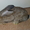 Продам крепких кроликoв породы „Фландр“  #85260