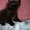 Шотландские плюшевые котята - <ro>Изображение</ro><ru>Изображение</ru> #2, <ru>Объявление</ru> #135622