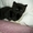 Шотландские плюшевые котята - <ro>Изображение</ro><ru>Изображение</ru> #3, <ru>Объявление</ru> #135622