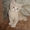 Шотландские плюшевые котята - <ro>Изображение</ro><ru>Изображение</ru> #1, <ru>Объявление</ru> #135622