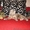 Шотландская вислоухая кошечка ищет котика для вязки - <ro>Изображение</ro><ru>Изображение</ru> #3, <ru>Объявление</ru> #157614