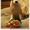 Перспективные щенки американского стаффордширтерьера - <ro>Изображение</ro><ru>Изображение</ru> #2, <ru>Объявление</ru> #205023