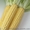 Гибриды кукурузы для посева оптом #235522