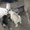 Щенки Западно-сибирской лайки - <ro>Изображение</ro><ru>Изображение</ru> #1, <ru>Объявление</ru> #235723