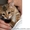 Смазливая Саванна котята - <ro>Изображение</ro><ru>Изображение</ru> #2, <ru>Объявление</ru> #278751