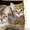 Смазливая Саванна котята - <ro>Изображение</ro><ru>Изображение</ru> #3, <ru>Объявление</ru> #278751