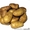 Продам картофель в Черниговской области #324432