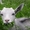 Продам молочных коз #352168
