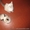 очаровательные котята от сиамской кошки #460900