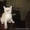 очаровательные котята от сиамской кошки - <ro>Изображение</ro><ru>Изображение</ru> #3, <ru>Объявление</ru> #460900