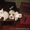 очаровательные котята от сиамской кошки - <ro>Изображение</ro><ru>Изображение</ru> #2, <ru>Объявление</ru> #460900