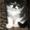 Красивые персидско-ангорские котята! - <ro>Изображение</ro><ru>Изображение</ru> #4, <ru>Объявление</ru> #690500
