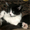 Красивые персидско-ангорские котята! - <ro>Изображение</ro><ru>Изображение</ru> #2, <ru>Объявление</ru> #690500