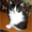 Красивые персидско-ангорские котята! - <ro>Изображение</ro><ru>Изображение</ru> #3, <ru>Объявление</ru> #690500