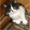 Красивые персидско-ангорские котята! - <ro>Изображение</ro><ru>Изображение</ru> #1, <ru>Объявление</ru> #690500