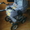 Універсальна коляска 2 в 1 Jumper, Trans baby - <ro>Изображение</ro><ru>Изображение</ru> #2, <ru>Объявление</ru> #865561