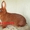 Продам кроликов породы Новозеландский красный .  - <ro>Изображение</ro><ru>Изображение</ru> #2, <ru>Объявление</ru> #855927