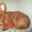 Продам кроликов породы Новозеландский красный .  - <ro>Изображение</ro><ru>Изображение</ru> #3, <ru>Объявление</ru> #855927