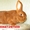 Продам кроликов породы Новозеландский красный .  #855927