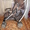 детская коляска-трость - <ro>Изображение</ro><ru>Изображение</ru> #3, <ru>Объявление</ru> #882173