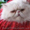 Вязка персидским котом экстремалом.