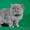Вязка персидским котом экстремалом. - <ro>Изображение</ro><ru>Изображение</ru> #3, <ru>Объявление</ru> #906930