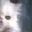 Вязка пеосидским котом экстремалом. - <ro>Изображение</ro><ru>Изображение</ru> #5, <ru>Объявление</ru> #906938